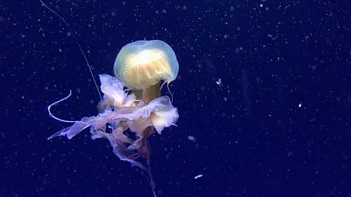 sea life yellow jellyfish swimming in water jellyfish